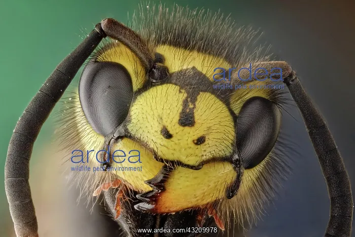 : Vespula germanica or German wasp, this hairy was : Vespula germanica or German wasp, this hairy was
