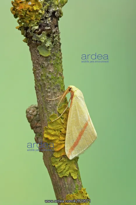 : The Vestal Moth - migrant from Europe : The Vestal Moth - migrant from Europe