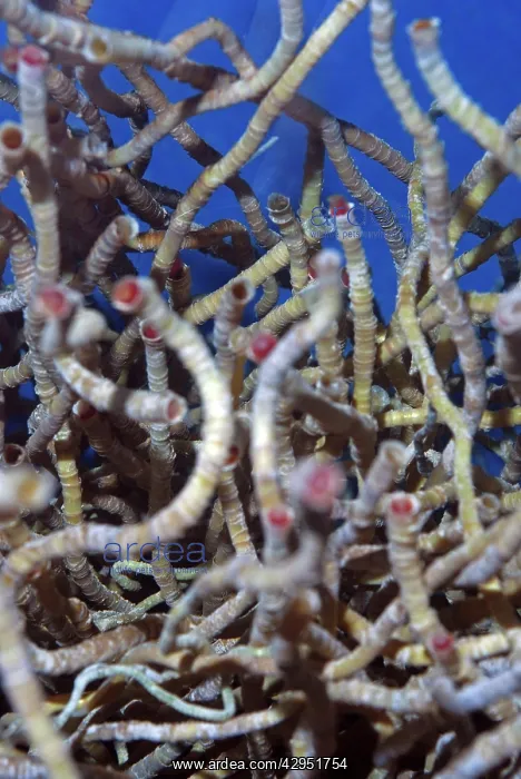 : Vestimentiferan Tube Worms from deep sea hydrothermal : Vestimentiferan Tube Worms from deep sea hydrothermal