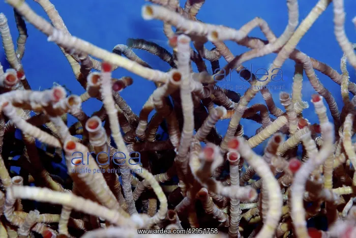 : Vestimentiferan Tube Worms from deep sea hydrothermal : Vestimentiferan Tube Worms from deep sea hydrothermal