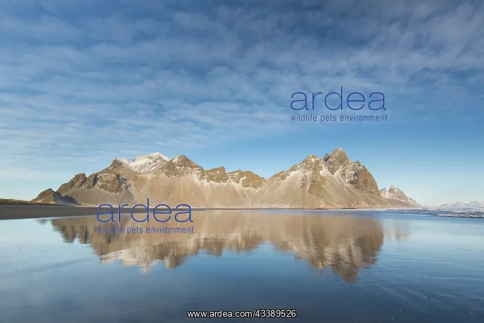 : Vestrahorn : Vestrahorn