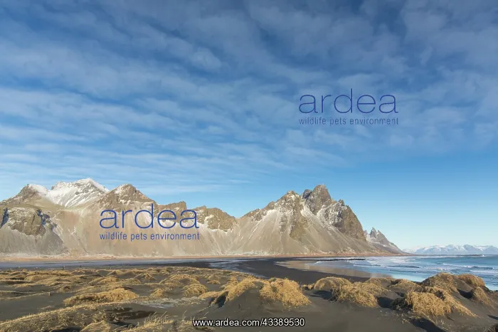 : Vestrahorn : Vestrahorn