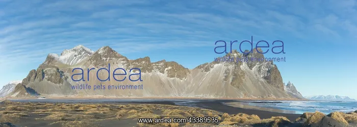: Vestrahorn : Vestrahorn
