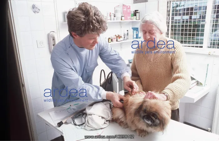  : VET - administrating vaccination to Pekingese. Dog