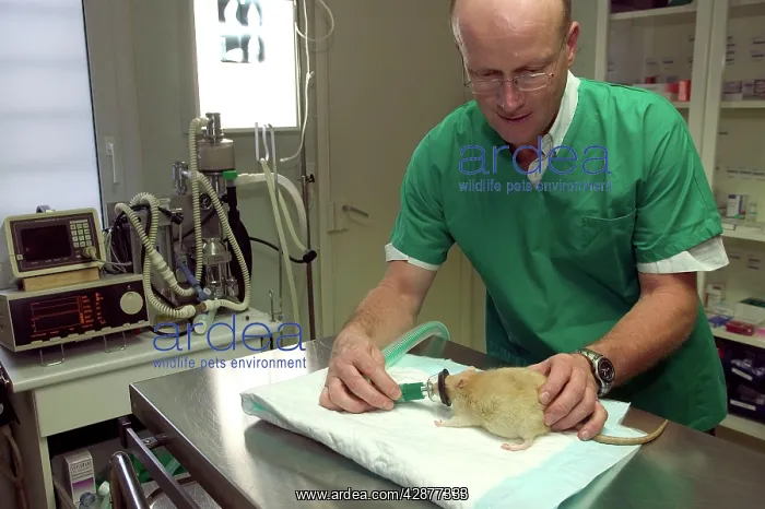 : Vet - anesthetizing rat : Vet - anesthetizing rat