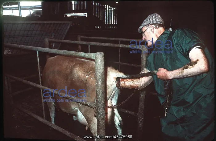: VET - with arm inserted in Cow's bottom : VET - with arm inserted in Cow's bottom