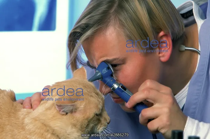: Vet - with cat. Examining ears : Vet - with cat. Examining ears