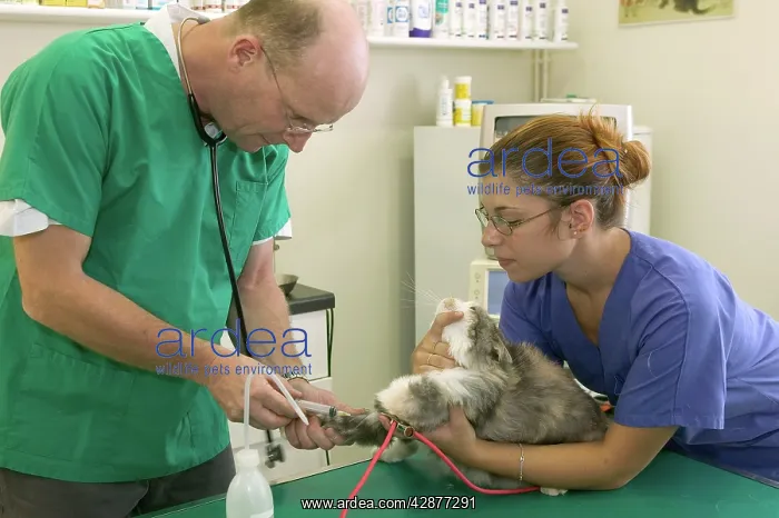  : Vet with cat - taking a blood test