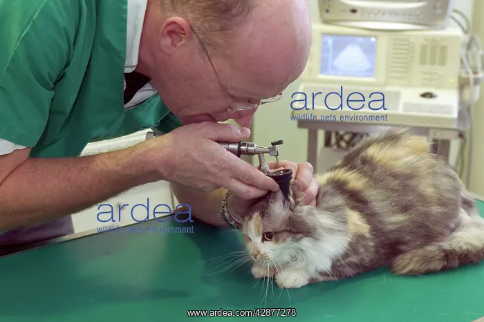 : Vet - checking cat's ears : Vet - checking cat's ears
