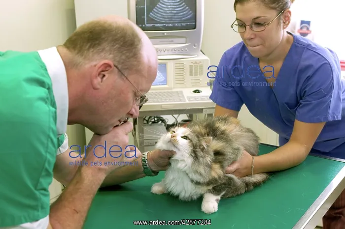 : Vet - checking cat's eyes : Vet - checking cat's eyes