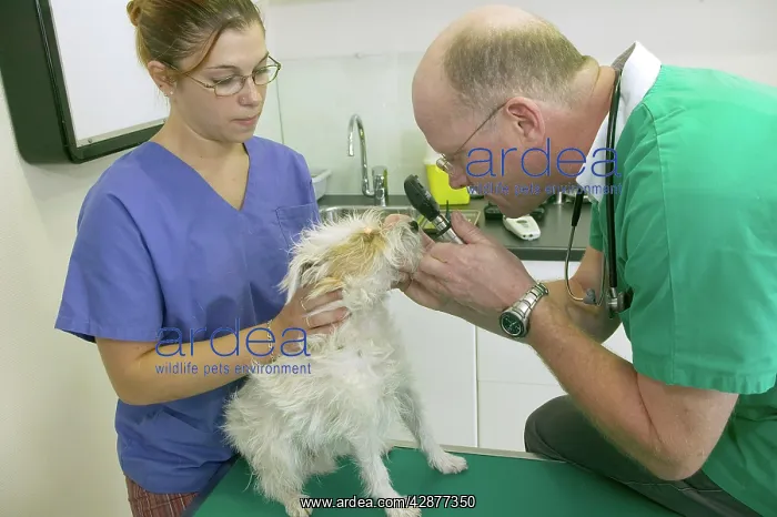 : Vet - checking dog's eyes : Vet - checking dog's eyes