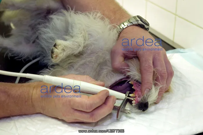  : Vet - checking dog's teeth