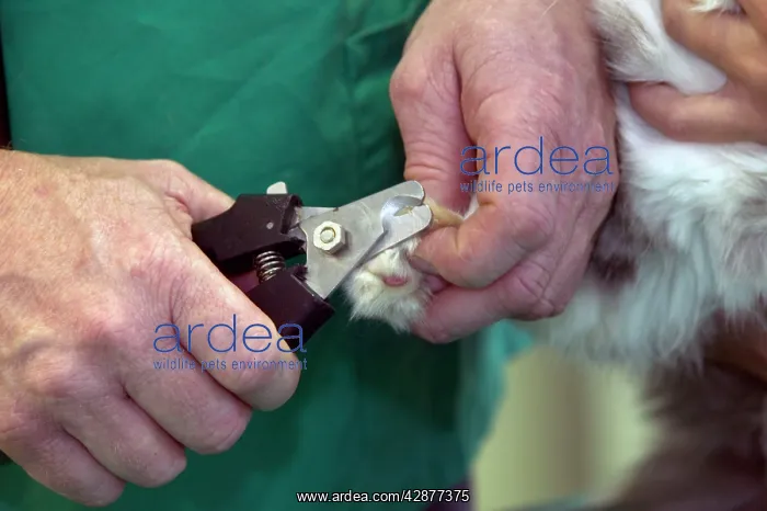 : Vet - clipping dog's nails : Vet - clipping dog's nails