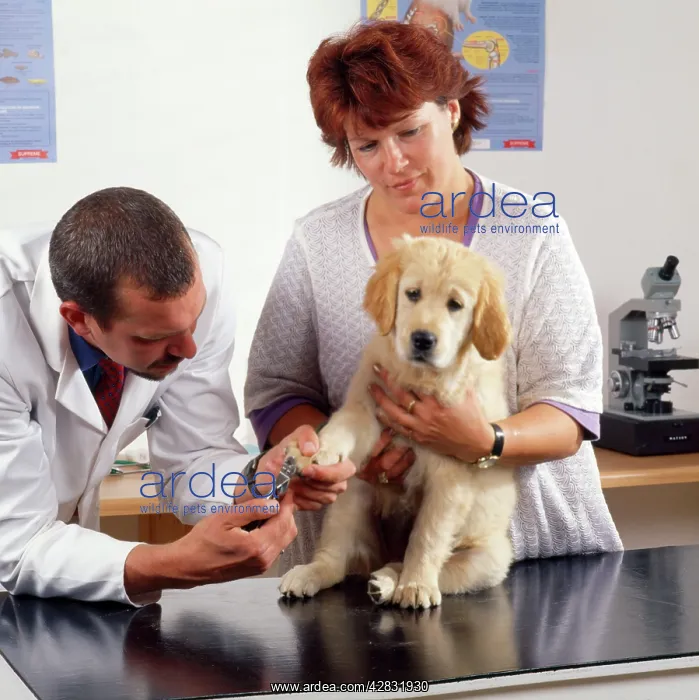 : Vet - clipping puppy's claws : Vet - clipping puppy's claws