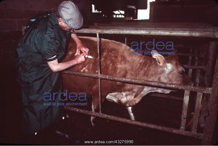 : VET WITH COW - INJECTING : VET WITH COW - INJECTING