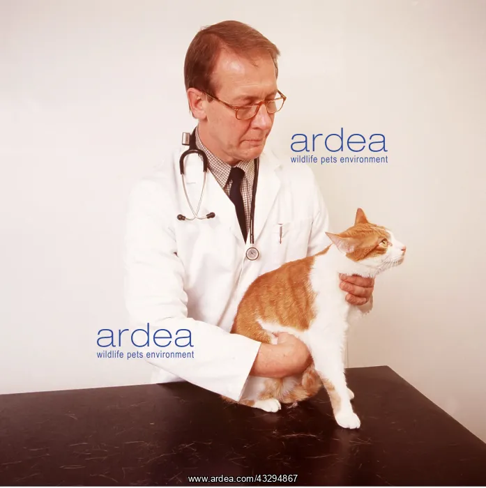 : VET- examines abdomen of cat : VET- examines abdomen of cat