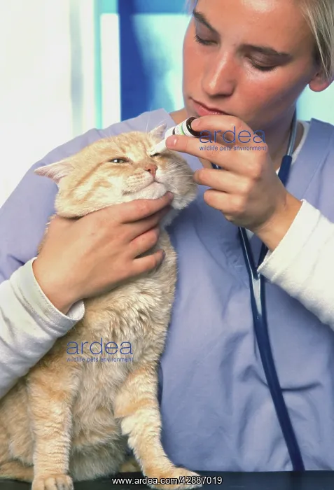 : Vet - Examining Cat : Vet - Examining Cat