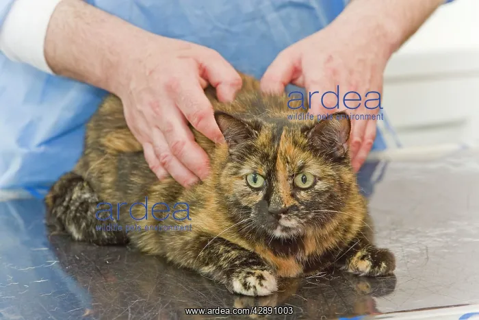  : Vet - examining cat