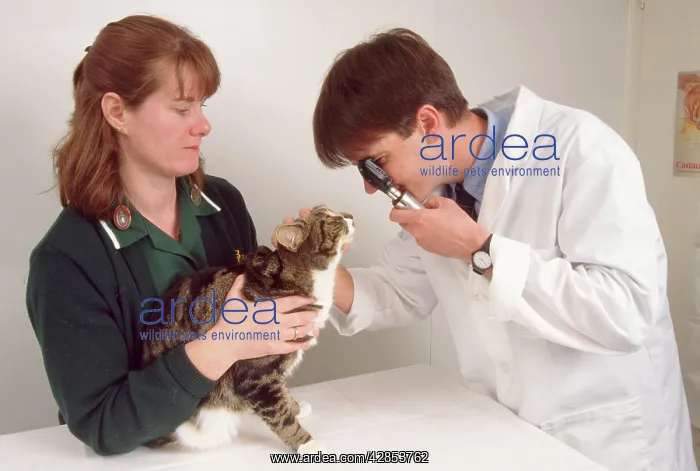 : Vet - examining catIs eyes : Vet - examining catIs eyes