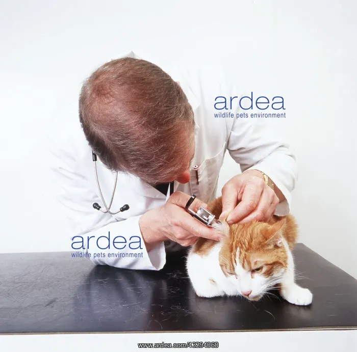 : VET - Examining cat's ear : VET - Examining cat's ear