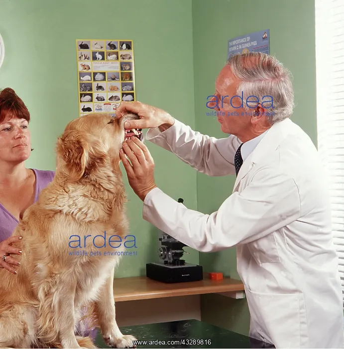 : VET - EXAMINING DOG'S TEETH : VET - EXAMINING DOG'S TEETH