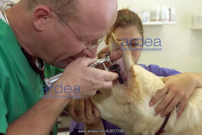 : Vet - examining Golden Retriever Dog's ears : Vet - examining Golden Retriever Dog's ears
