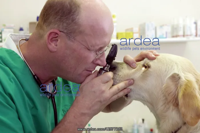  : Vet - examining Golden Retriever Dog's eyes
