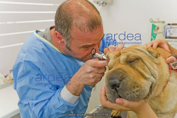 : Vet - examining Sharpei's ear : Vet - examining Sharpei's ear