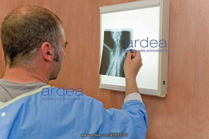 : Vet - examining x-ray of cat : Vet - examining x-ray of cat