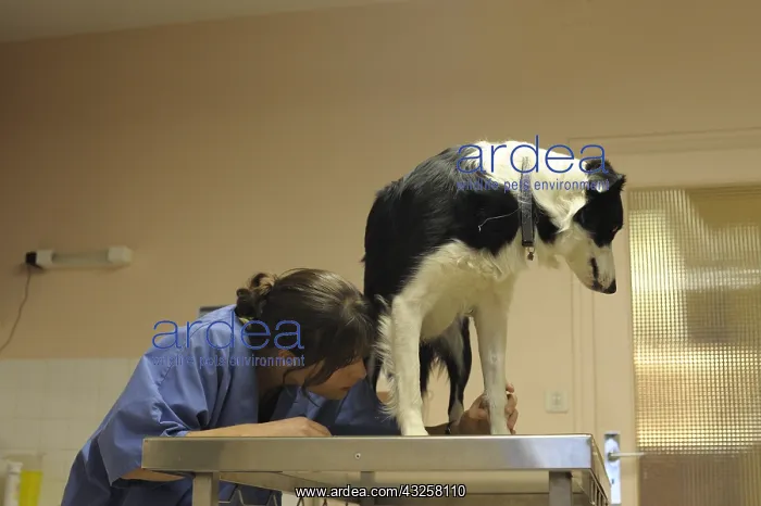  : Vet explaining the hind leg of a Border Collie