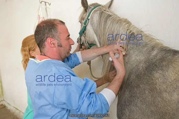 : Vet - giving horse an injection : Vet - giving horse an injection