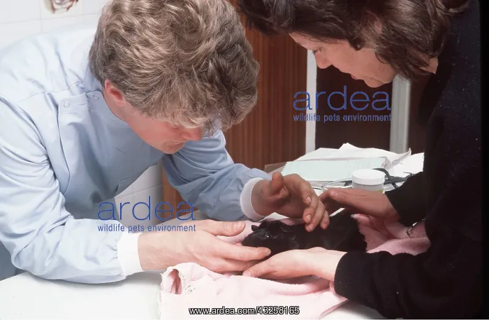 : VET AND GUINEA PIG : VET AND GUINEA PIG