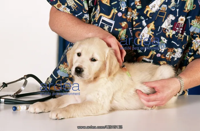 : VET - injecting puppy : VET - injecting puppy