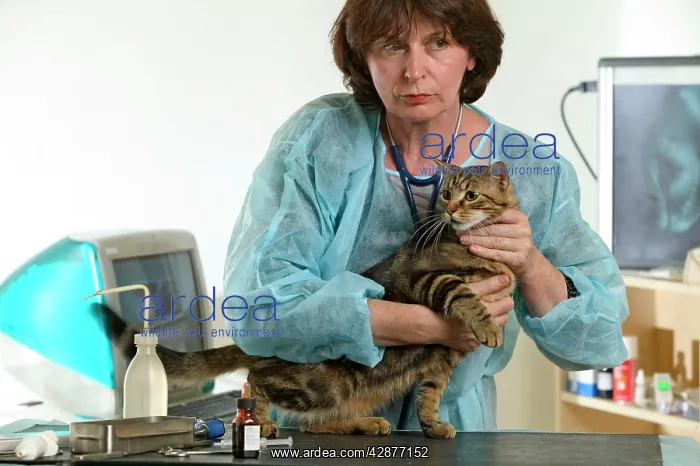 : VET - inspecting Cat : VET - inspecting Cat