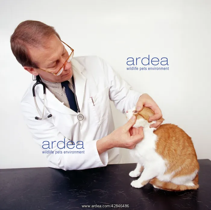 : VET - Inspecting Cat's eye : VET - Inspecting Cat's eye