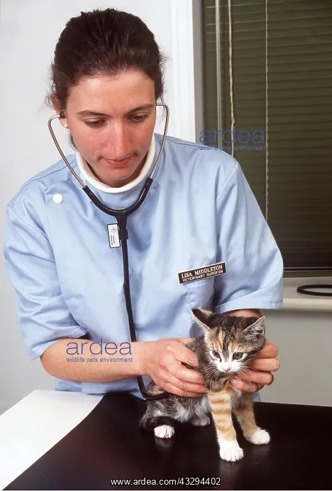 : VET - kitten's first check : VET - kitten's first check