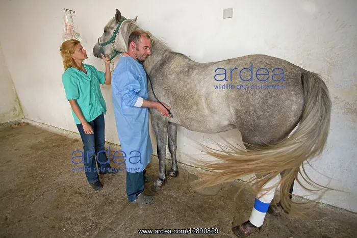  : Vet - listening to horse's heart on stethescope