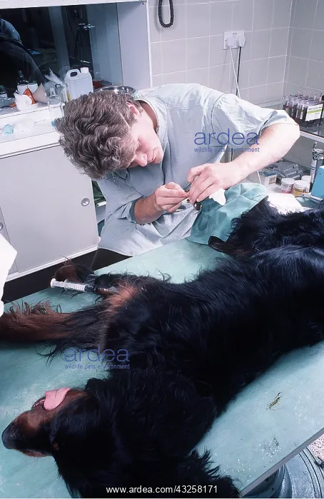 : VET - operating : VET - operating