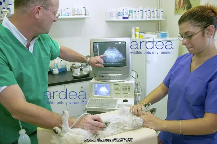 : Vet - performing an ultra-sound on a dog's digestive system : Vet - performing an ultra-sound on a dog's digestive system