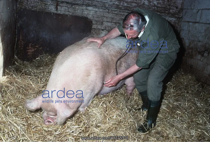 : VET WITH PIG - USING STETHESCOPE : VET WITH PIG - USING STETHESCOPE