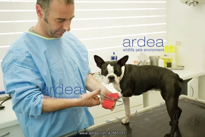  : Vet - putting bandage on Boston Terrier Dog