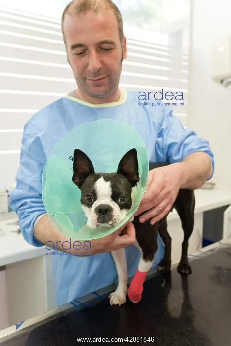  : Vet - putting wimple on Boston Terrier Dog