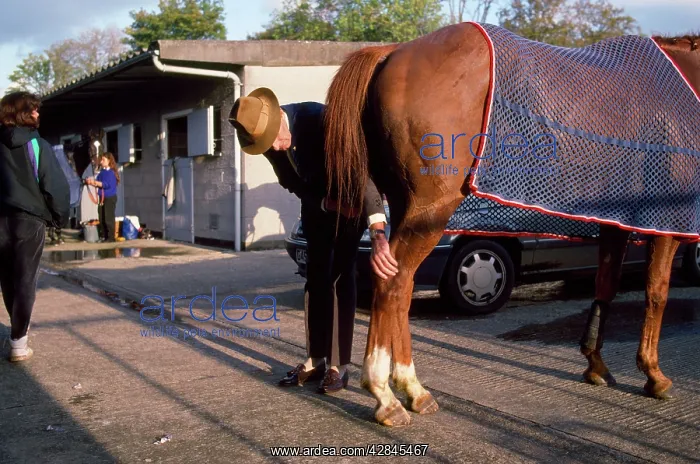: Vet - at race course, examining Horse back leg : Vet - at race course, examining Horse back leg