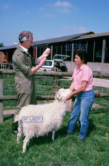  : VET WITH SHEEP & owner