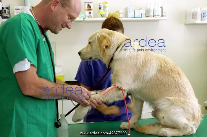 : Vet taking a blood test from a Golden Retriever Dog : Vet taking a blood test from a Golden Retriever Dog