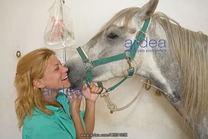  : Vet - tending horse with drip in neck