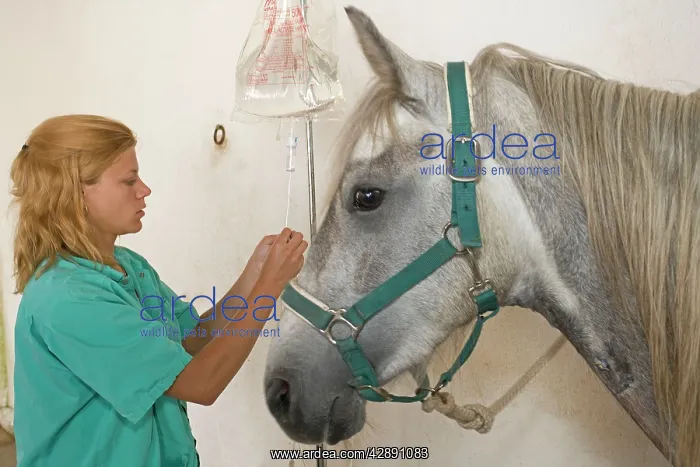  : Vet - tending horse, setting up a drip