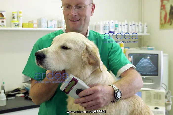 : Vet - using a microchip reader on Golden Retriever Dog : Vet - using a microchip reader on Golden Retriever Dog