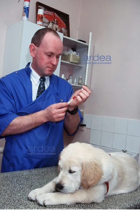 : VET - vaccinates labrador puppy dog : VET - vaccinates labrador puppy dog