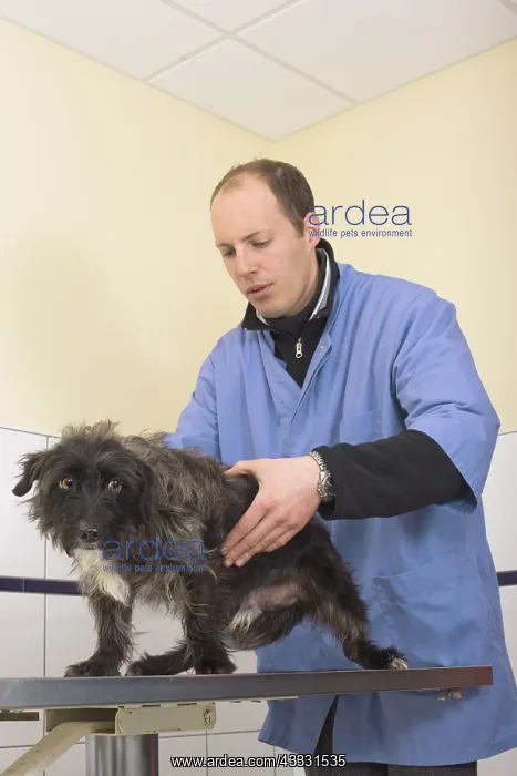 : VET - Veterinarian examining a dog in the clinic : VET - Veterinarian examining a dog in the clinic
